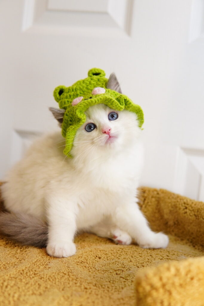 ragdoll kitten for sale