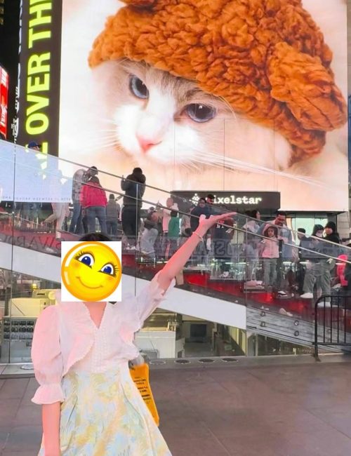 Ragdoll cat